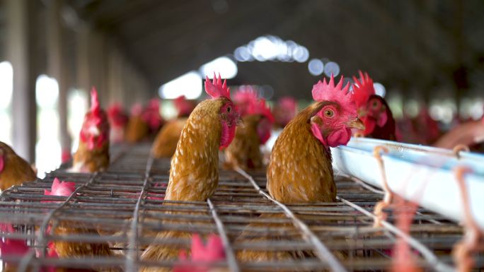 在工厂养鸡养鸡场智能养鸡场肉鸡