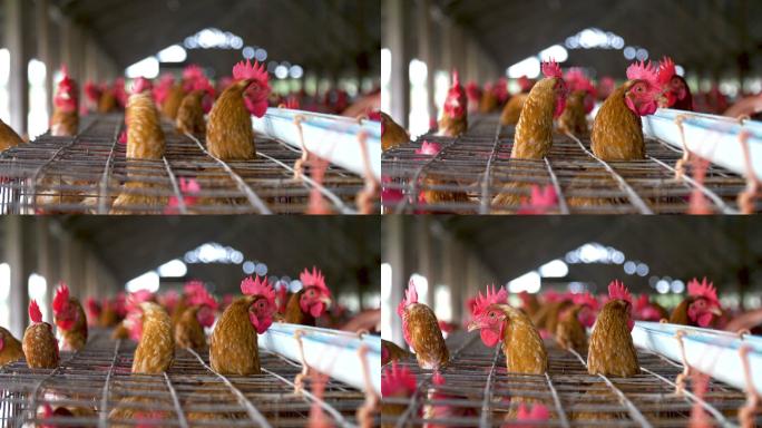 在工厂养鸡养鸡场智能养鸡场肉鸡