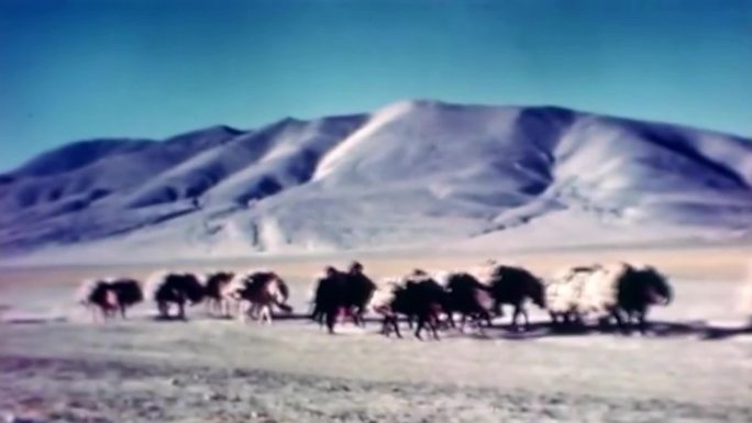 40年代驼帮马队运输物资