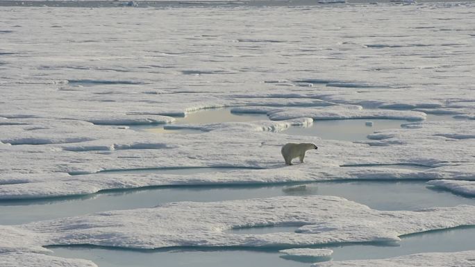 北极熊在冰川行走冰天雪地冰河冰冻野生动物