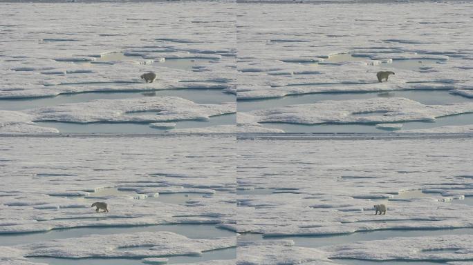北极熊在冰川行走冰天雪地冰河冰冻野生动物