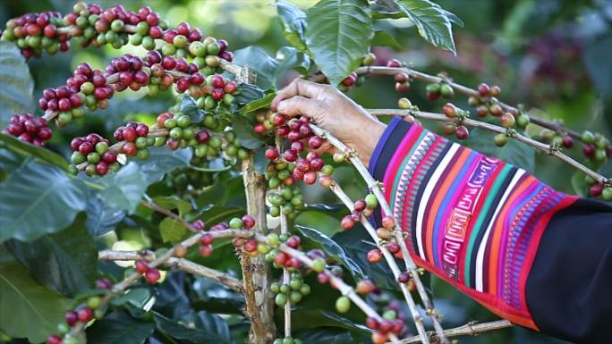 农民正在摘取生咖啡豆