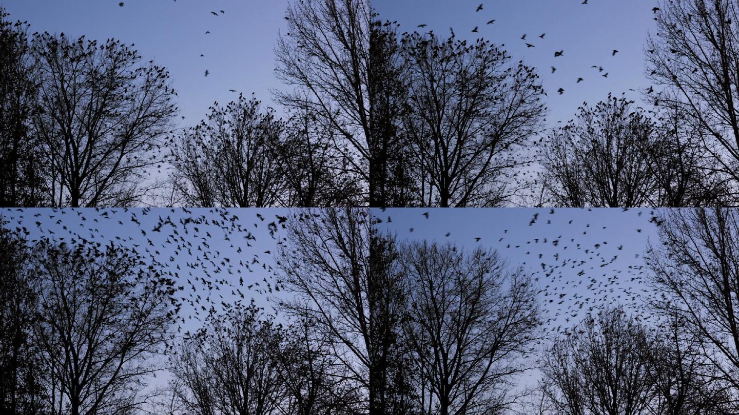 成群的鸟聚集在一起飞走了