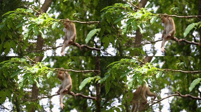 猴子生活在天然森林里。