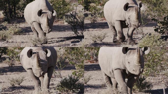 一头雌性黑犀牛走向摄像机的4K特写镜头