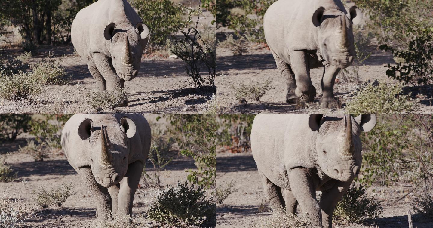 一头雌性黑犀牛走向摄像机的4K特写镜头