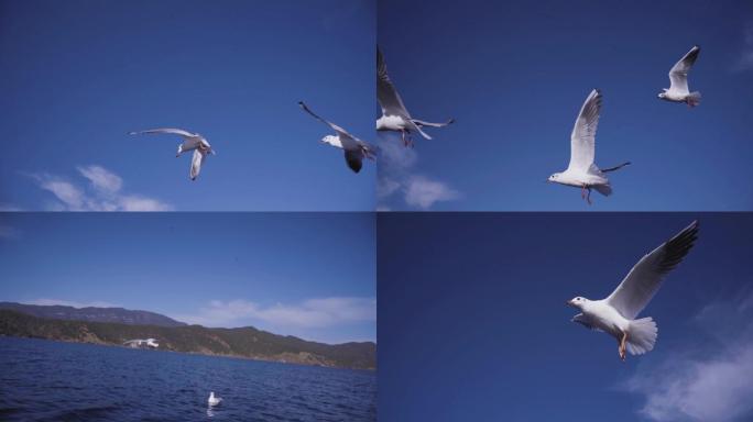 泸沽湖-海鸥
