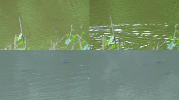 堰塘鱼鸭子在水面游来游去