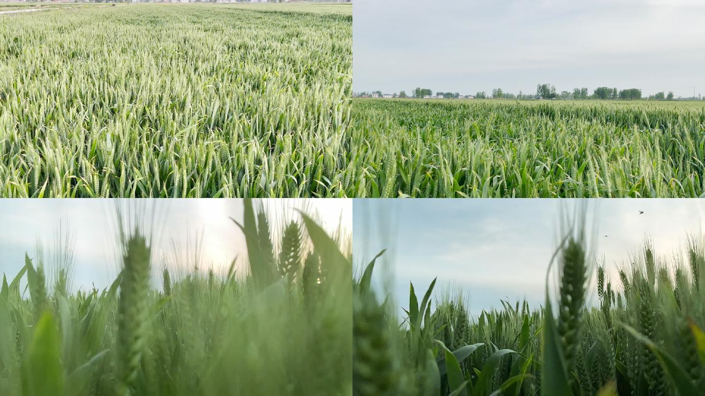 高清绿色麦田唯美小麦