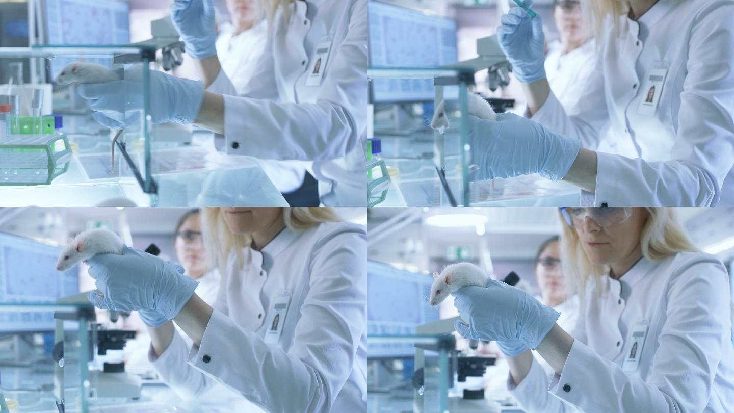 科学家在实验鼠身上测试疫苗实验药物