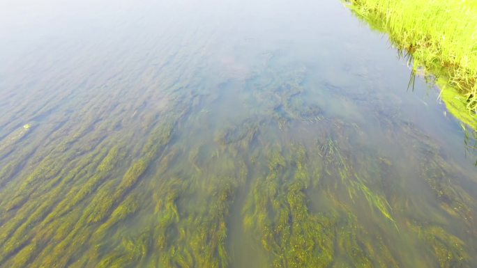 河道水草淤堵