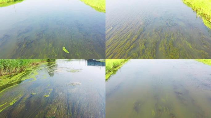 河道水草淤堵