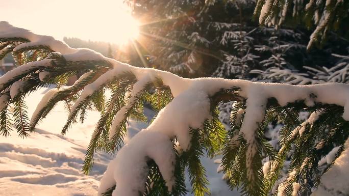 圣诞常绿云杉树上沉甸甸的雪
