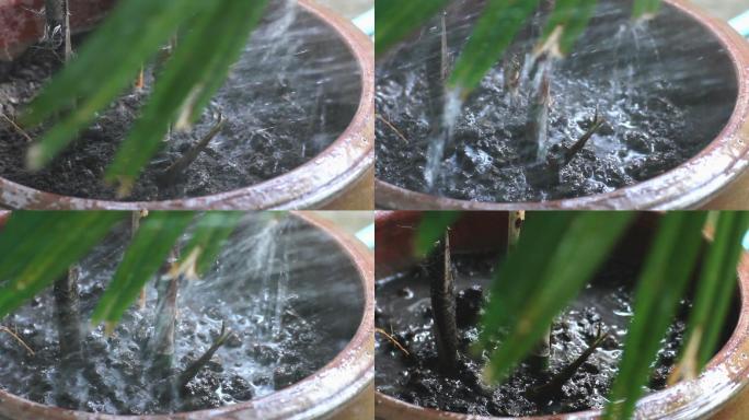 ﻿用水管给植物浇水