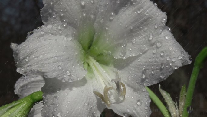 水滴落在白色的石蒜花上