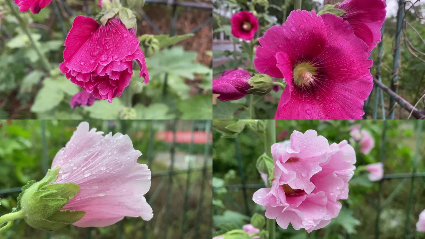 雨后漂亮蜀葵