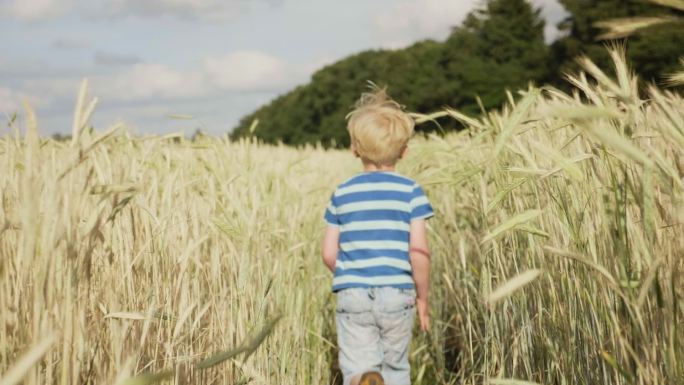 男孩在麦子里奔跑