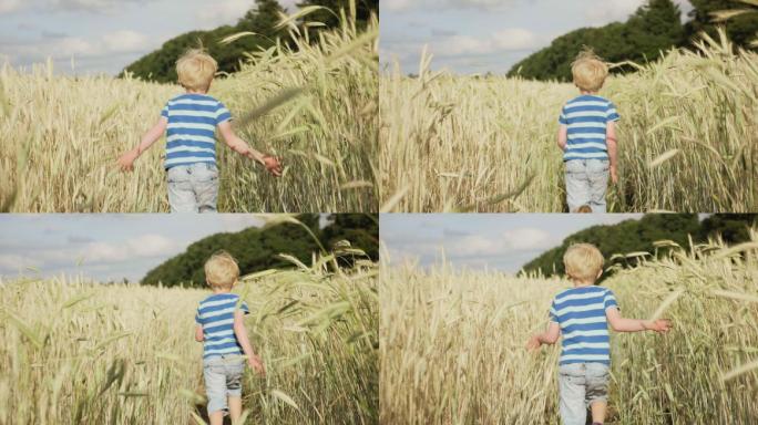 男孩在麦子里奔跑