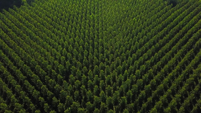 法国吉隆德圣克罗伊杜蒙特杨树种植园鸟瞰图