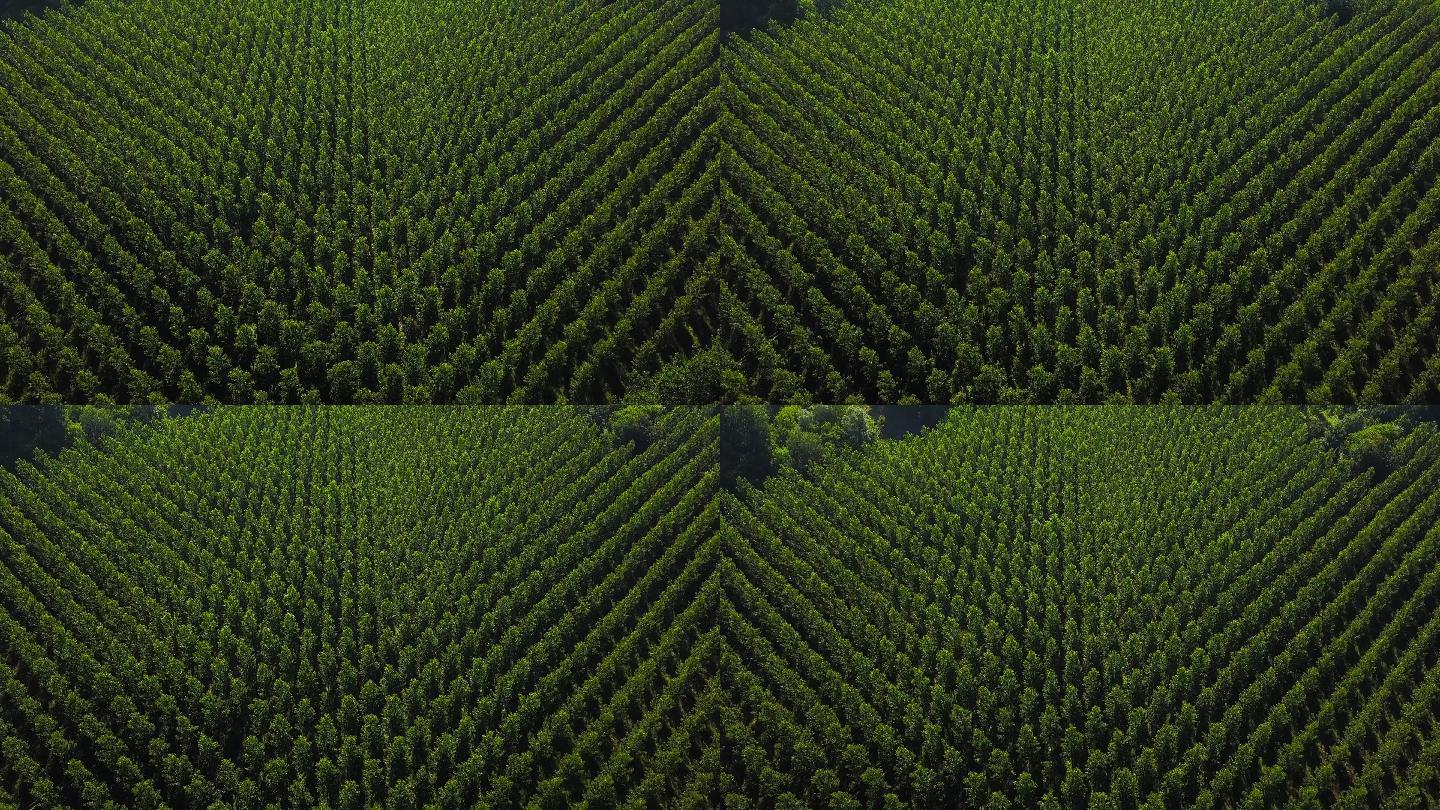 法国吉隆德圣克罗伊杜蒙特杨树种植园鸟瞰图
