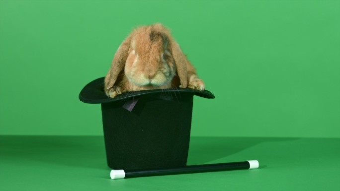 绿屏黑色礼帽里的垂耳兔