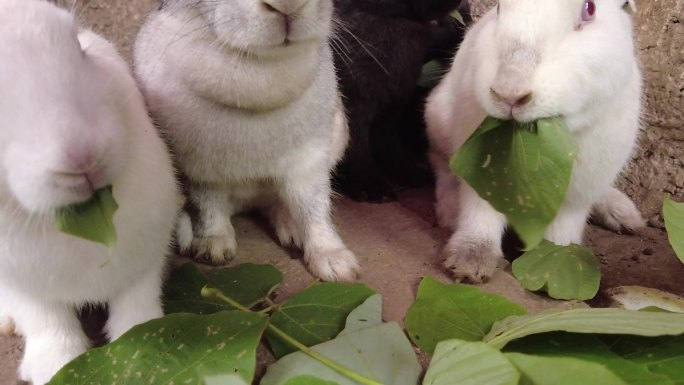 兔子兔子进食