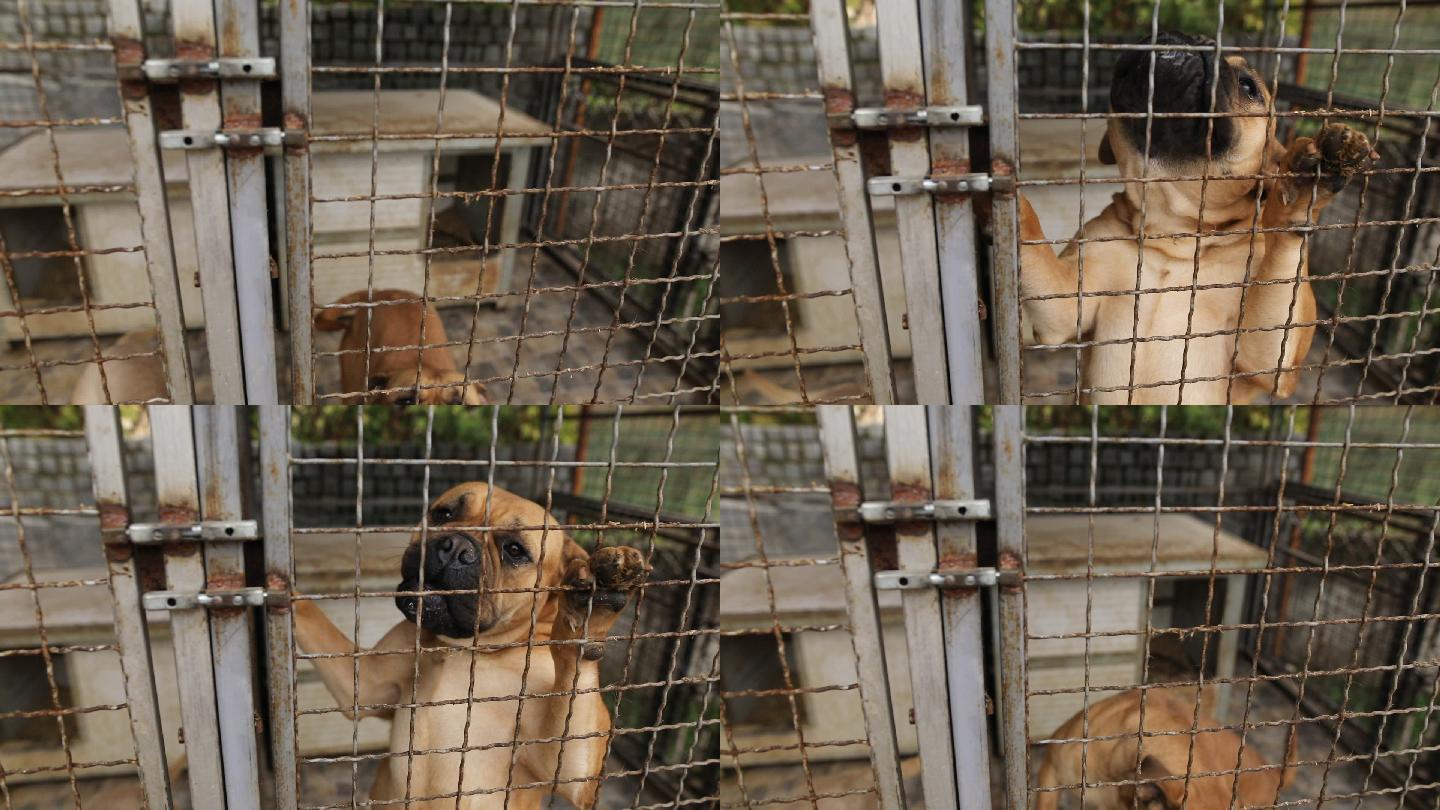 笼子里的狗等待救援，被领养到新家