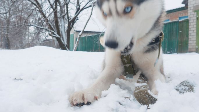 特写美丽的狗哈士奇啃骨头在冬天的雪户外