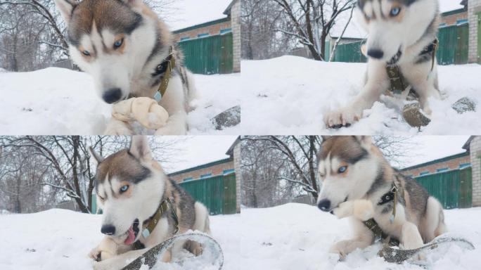 特写美丽的狗哈士奇啃骨头在冬天的雪户外