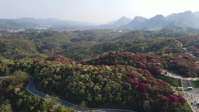 4K航拍春天贵州百里杜鹃风景区杜鹃花开