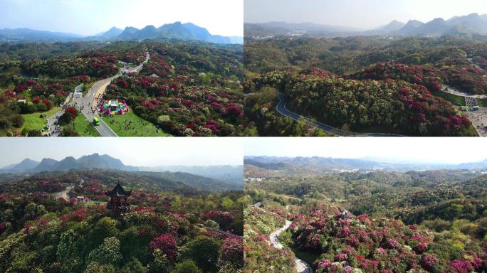 4K航拍春天贵州百里杜鹃风景区杜鹃花开