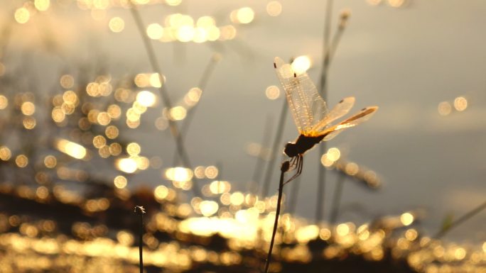 蜻蜓慢镜头