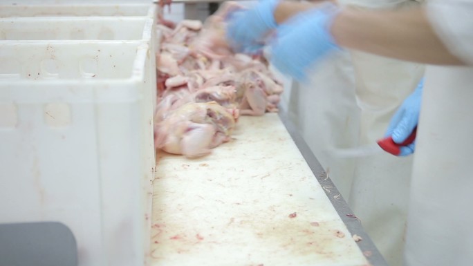 工厂里手工分离切割鸡肉