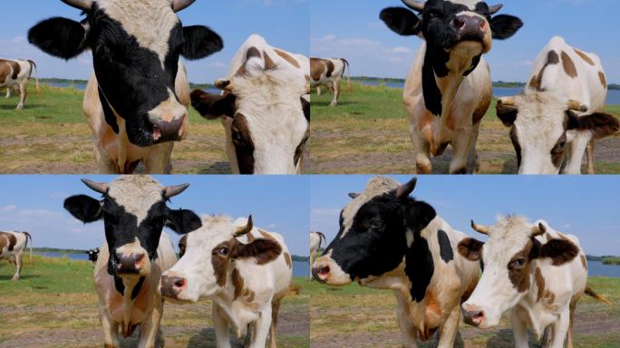 两只好奇的母牛盯着摄像机