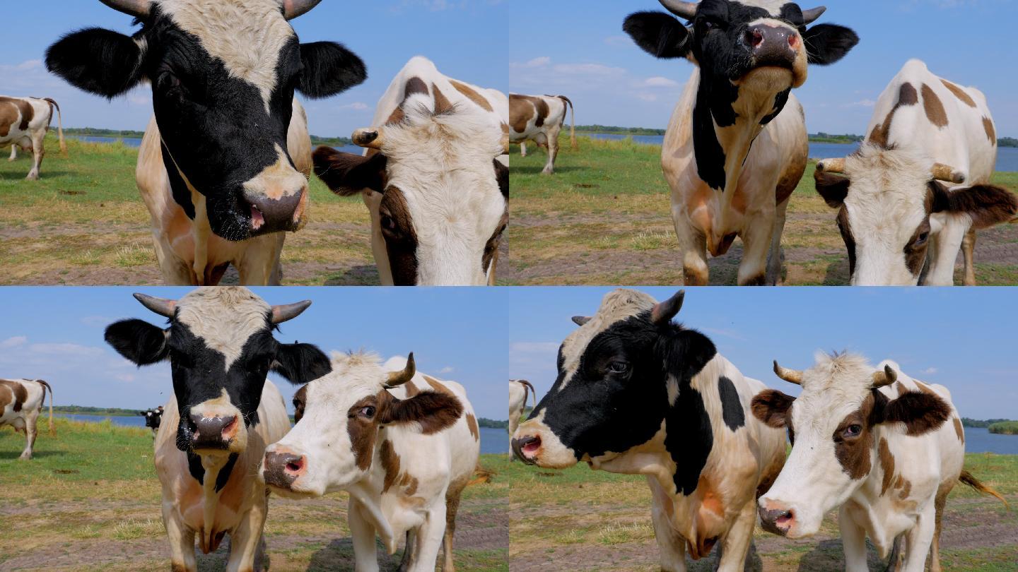 两只好奇的母牛盯着摄像机