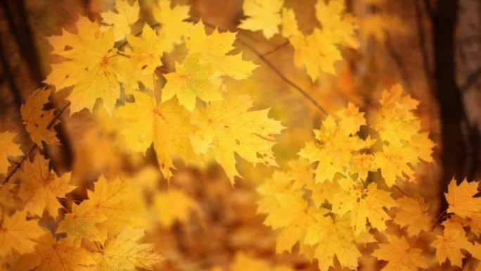 美丽的金黄色的枫叶