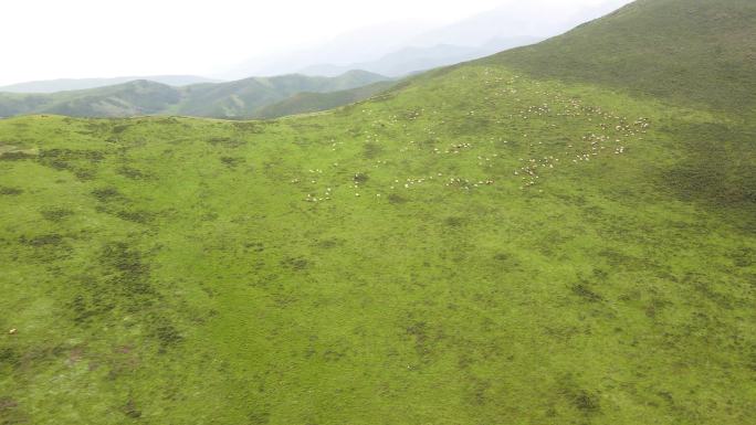 海西山坡草原羊群4K航拍