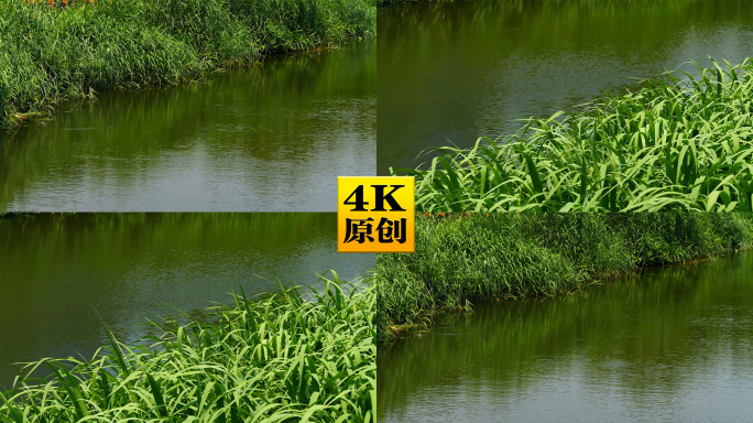 4K原创)平静的河面和河边的水草