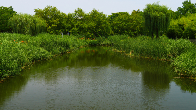 4K原创)平静的河面和河边的水草