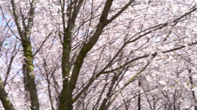 樱花树花瓣飘落360度环绕旋转升格慢门
