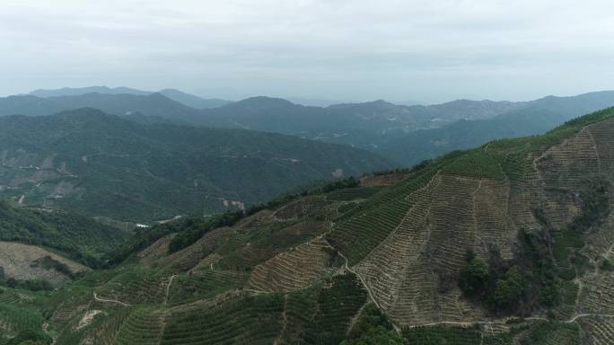 乌岽单丛凤凰山茶茶山山水蓝天