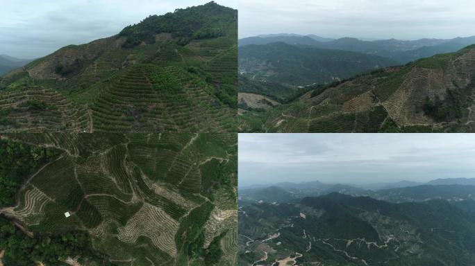 乌岽单丛凤凰山茶茶山山水蓝天