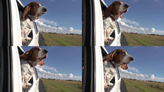 巴塞特猎犬伸出车窗看风景