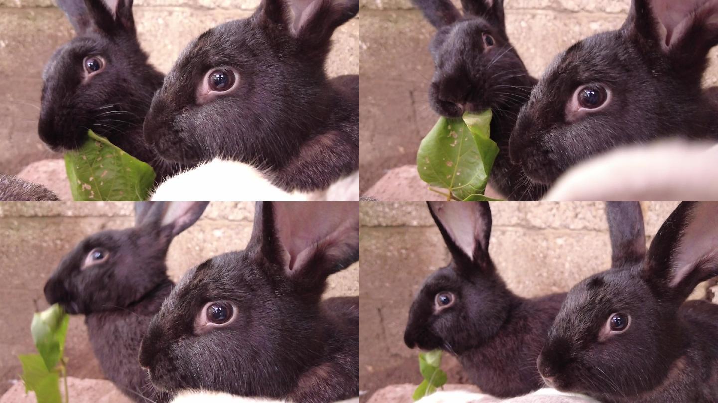 兔子特写可爱的兔子