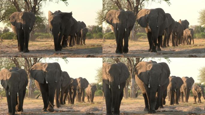 一群大象走向镜头野生动物世界国宝非洲大象