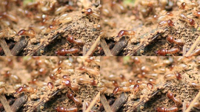 白蚁动物世界蚂蚁窝大自然特写