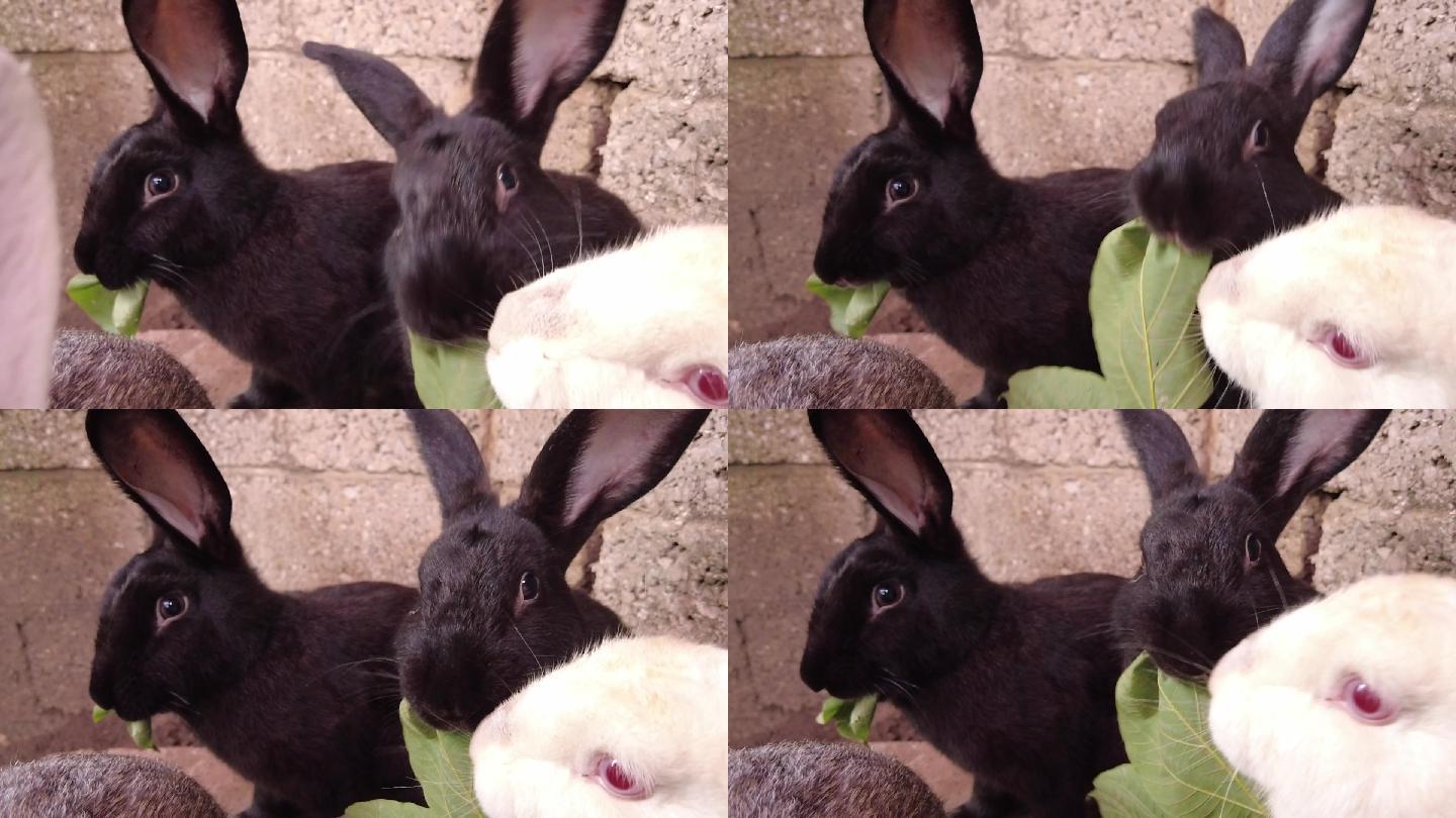 兔子吃绿叶