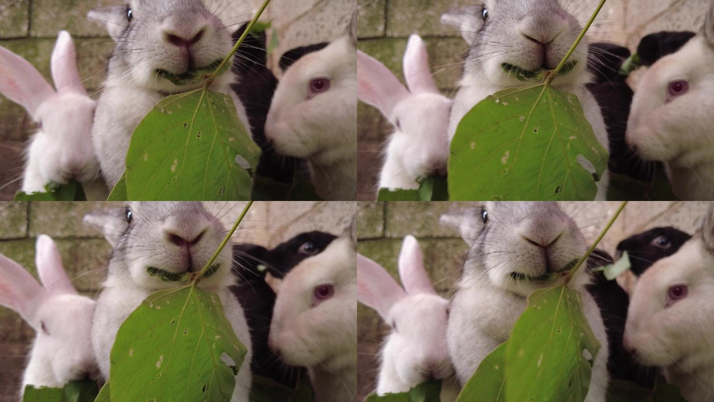 兔子吃绿叶