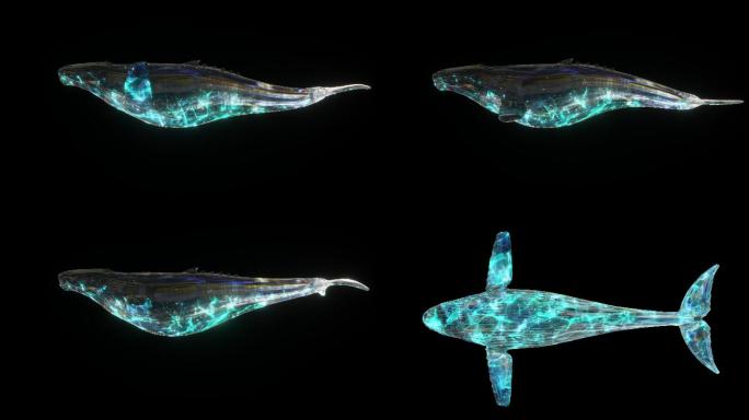 原创透明商用4k星空发光鲸鱼动画