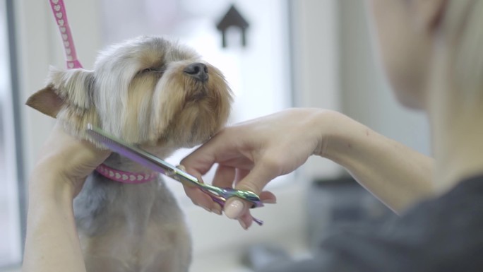 宠物美容师正在为可爱小狗剪造型